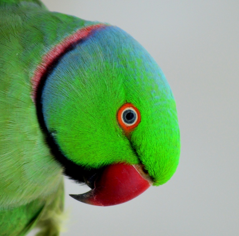 The gregarious parrot